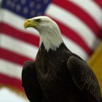 | 1776 | 1791 patriot shops close-up of a bald eagle's head and chest with a waving american flag in the background.
