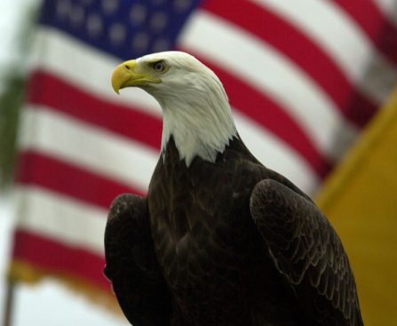 Close-up of a bald eagle's head and chest with a waving American flag in the background.