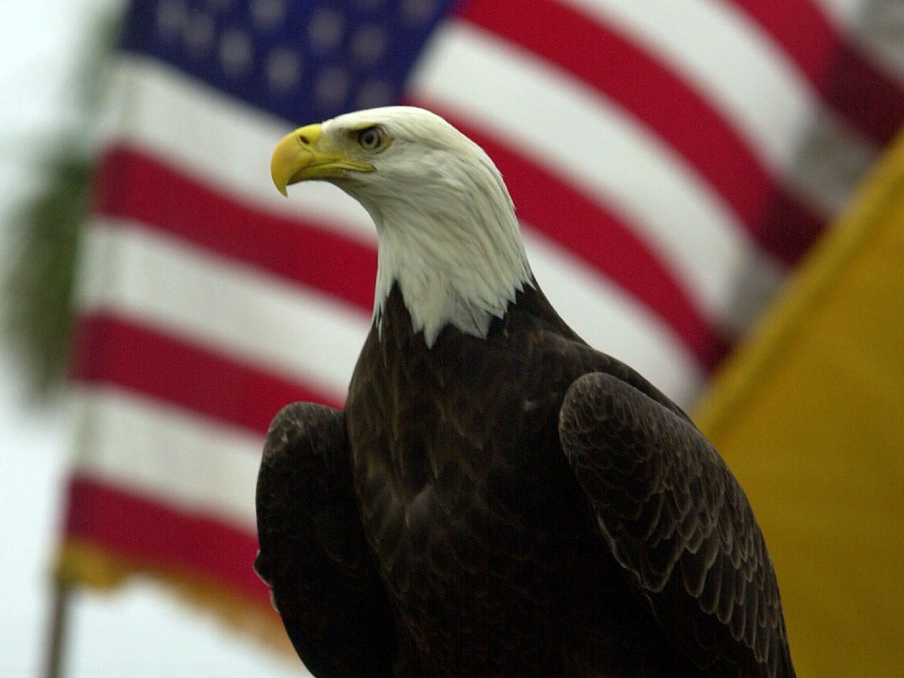 | 1776 | 1791 patriot shops close-up of a bald eagle's head and chest with a waving american flag in the background.